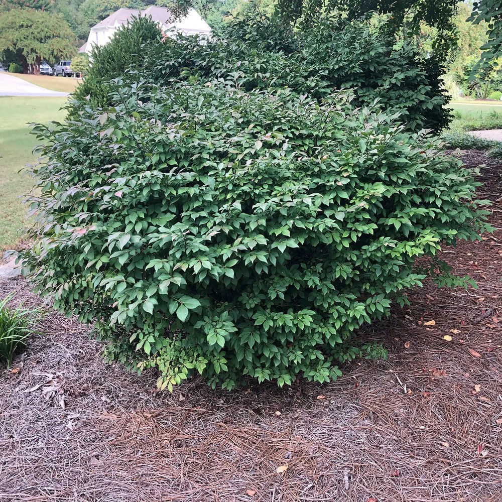 5 Burning Bush Shrub 1 yr old Bare Root Plant