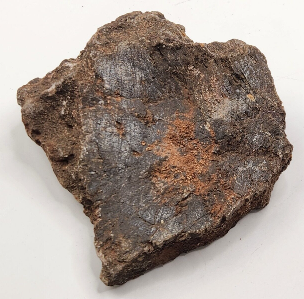 Unknown Dinosaur Bone Fossil (Coracoid?) - Morrison Fm. - UT - Jurassic