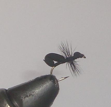 C/A FLIES  BLACK FOAM ANT #12 (12)