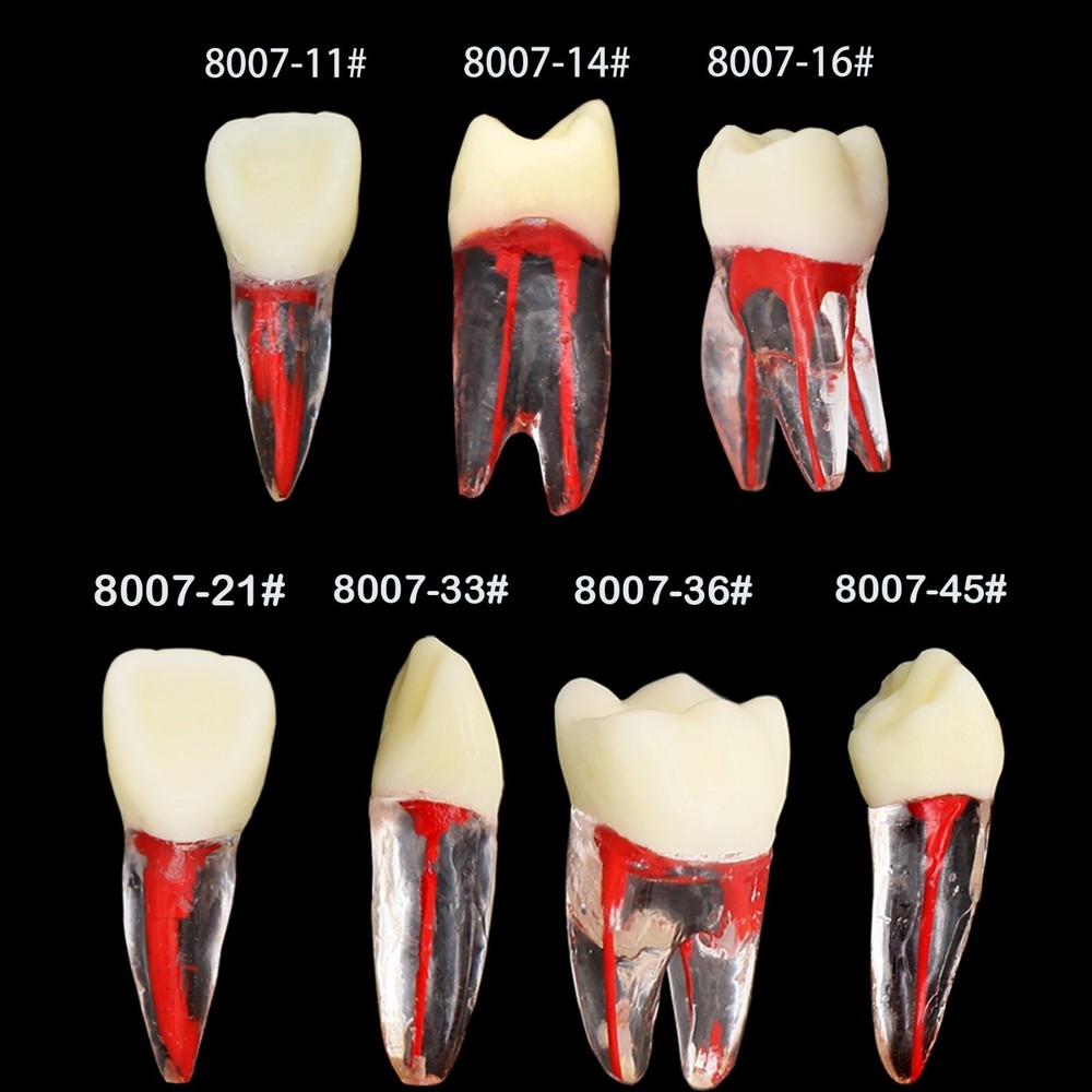 10Pcs Dental Root Canal Study Teeth Model for Endodontic Rotary Files Practice