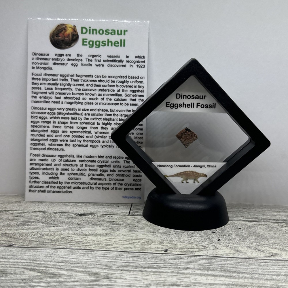 Dinosaur Eggshell Fossil Authentic with Display Case Ankylosaurid?