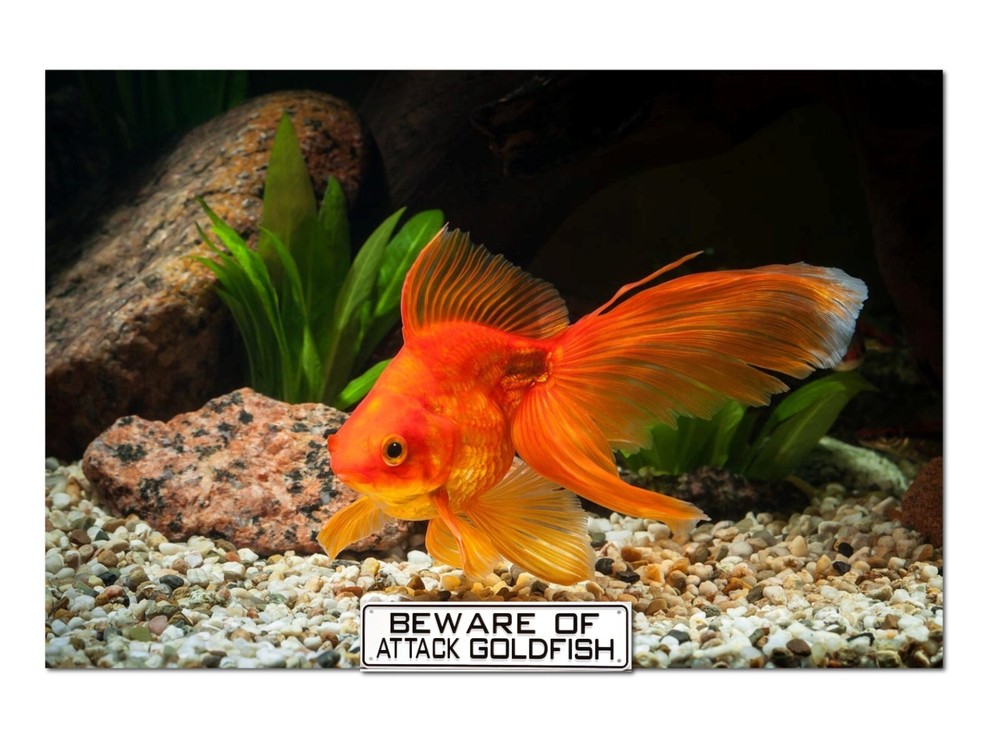 Beware of Attack Goldfish Sign