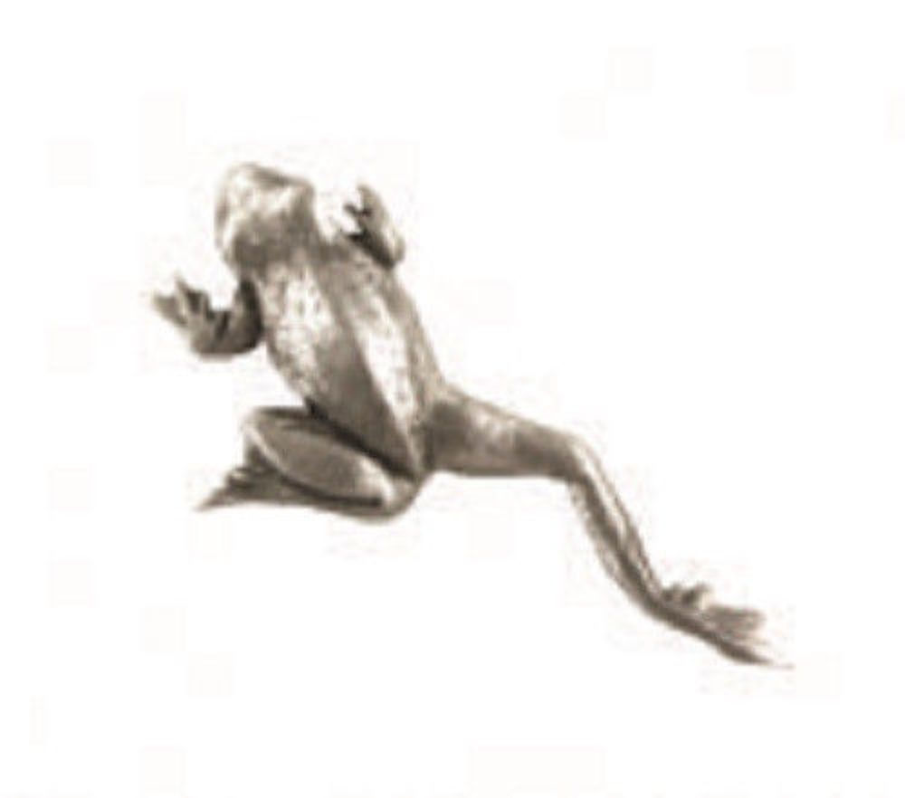 A.E. Williams Fine Brittish Pewter Lapel Hat Pin Climbing Frog #35111