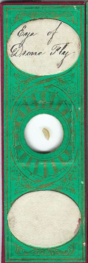 Drone Fly Eye Microscope Slide