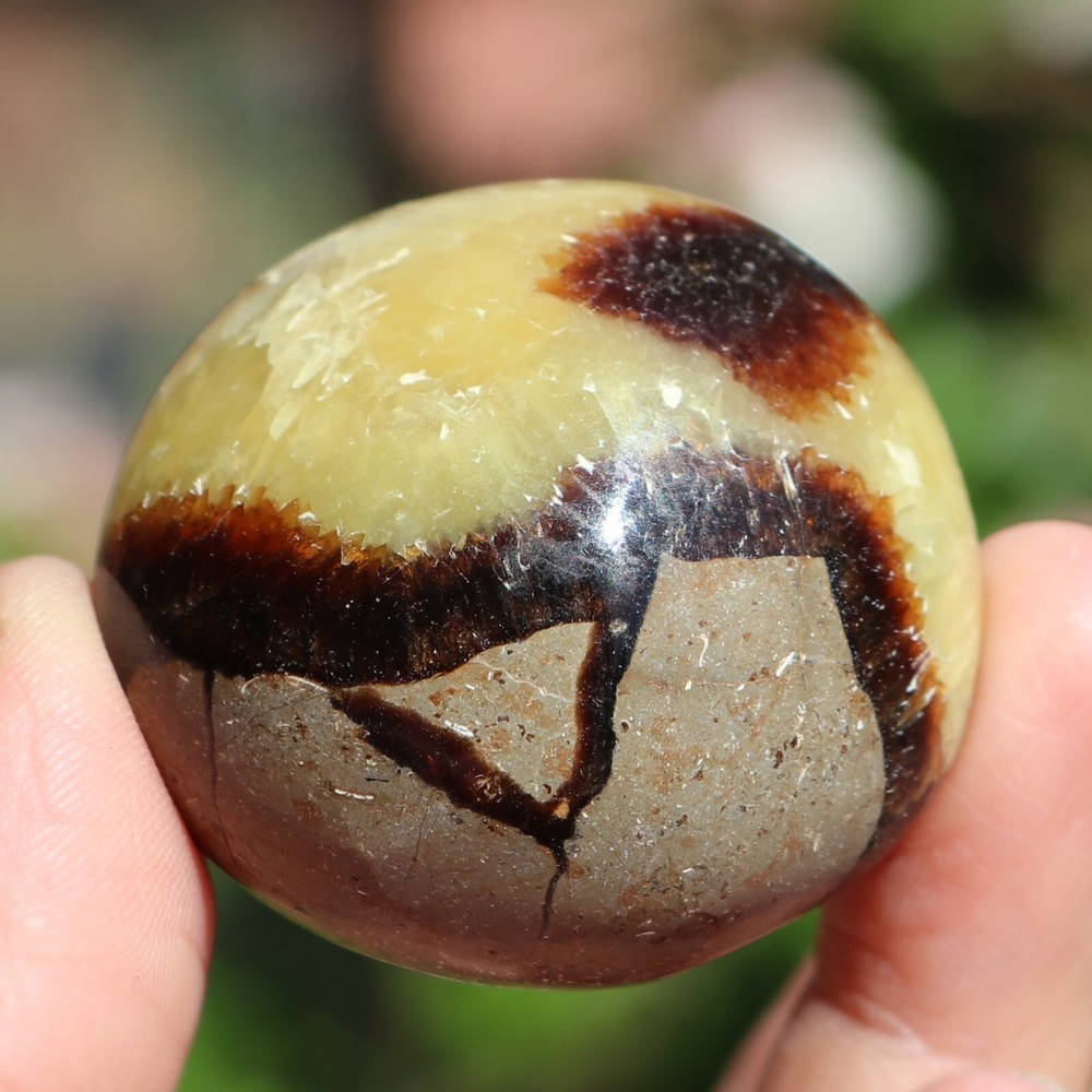 Polished Septarian Nodule (SEP45)