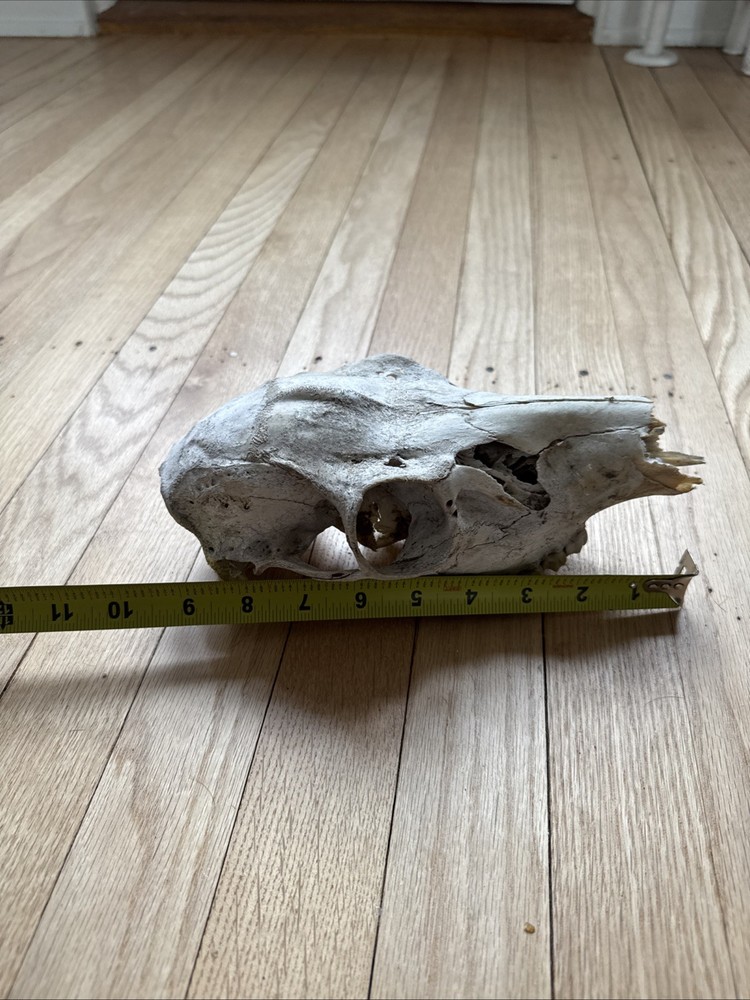 Animal Skull ? Deer Real