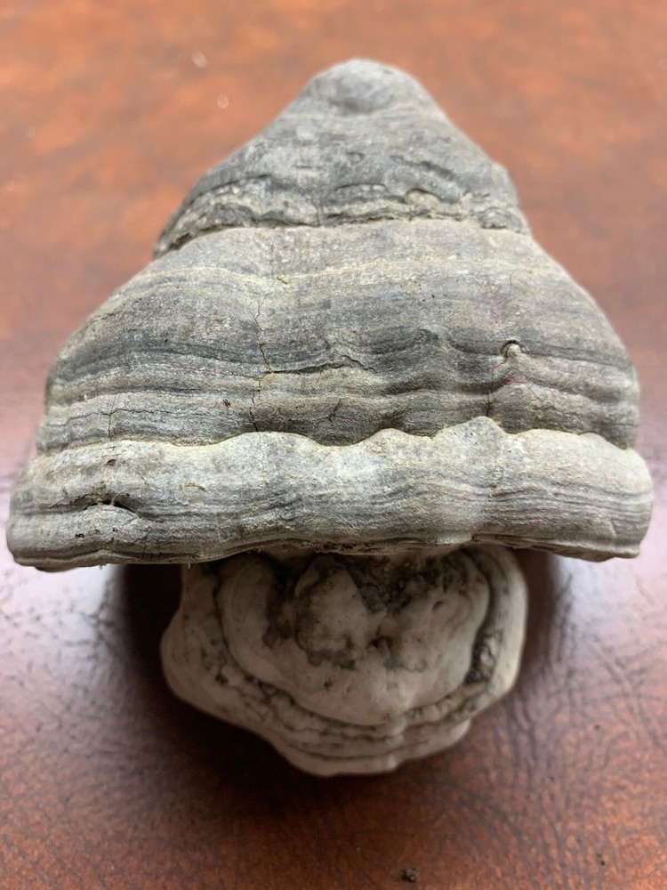 Conk,  Approximately 4 x 5 Inches