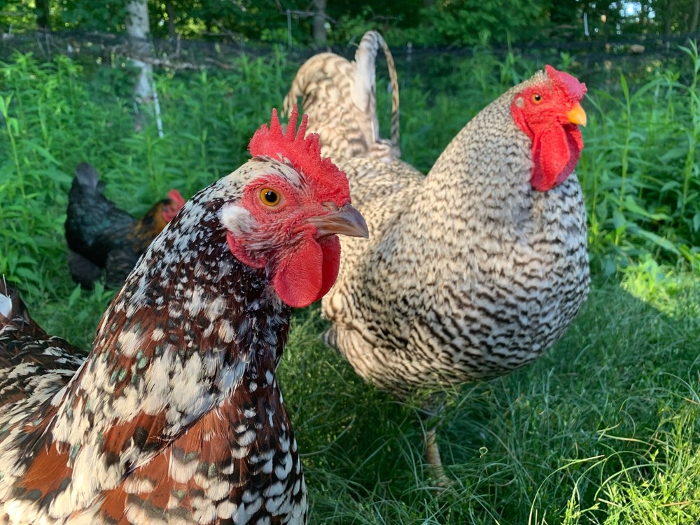 Fertilized Chicken Eggs for Hatching - One Dozen eggs - Backyard mix