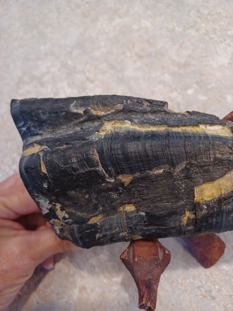 Unknown Large Fossil