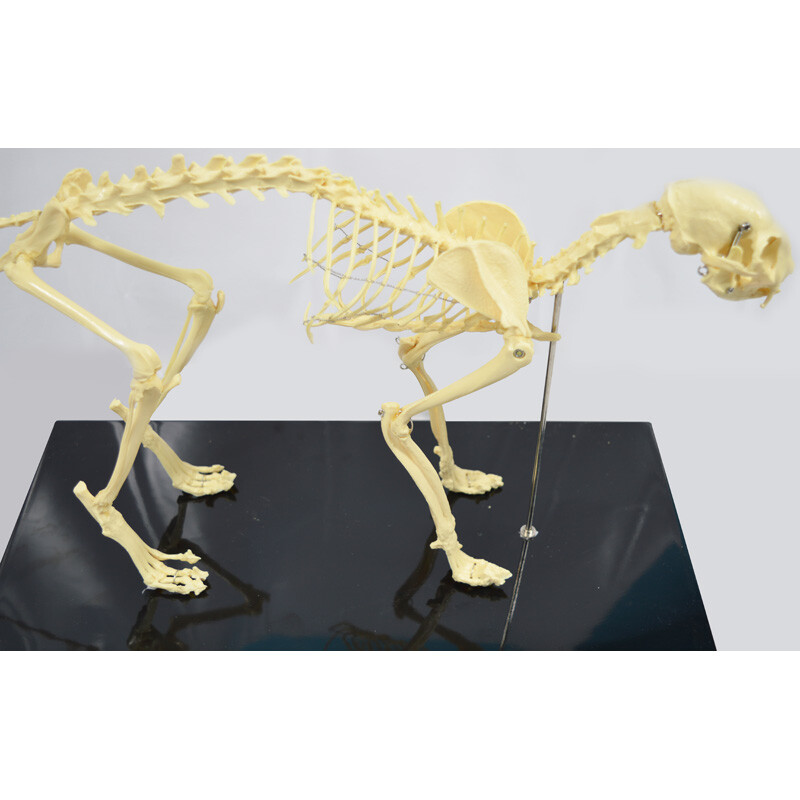 Feline Skeleton Anatomical Model Education Model Study Train Standard Size PVC