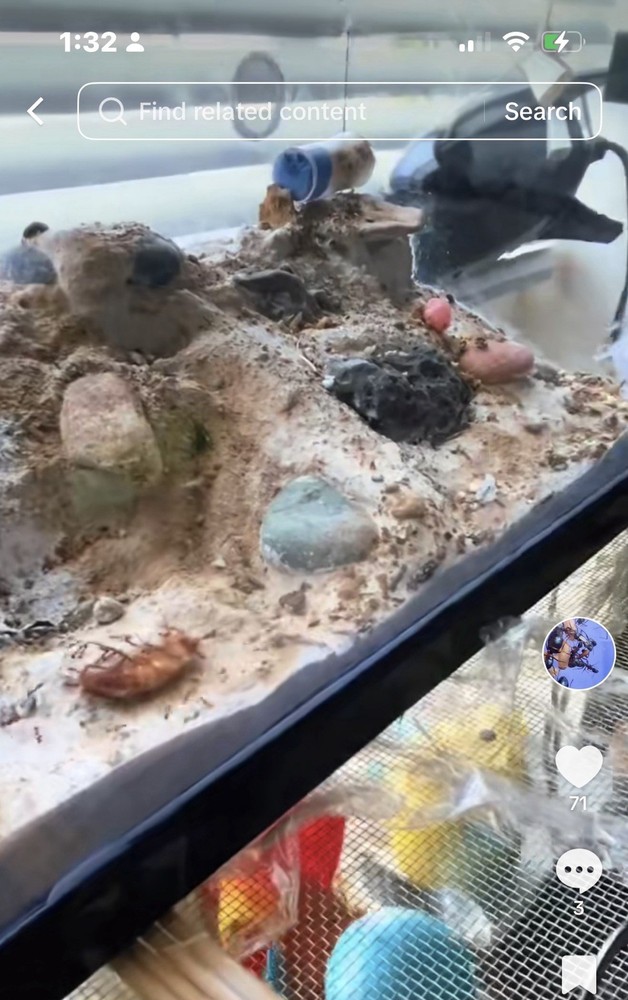 Formicarium