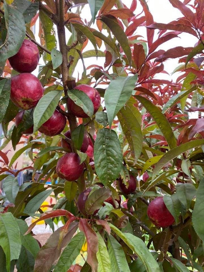 Nectaplum ( 5 scions)