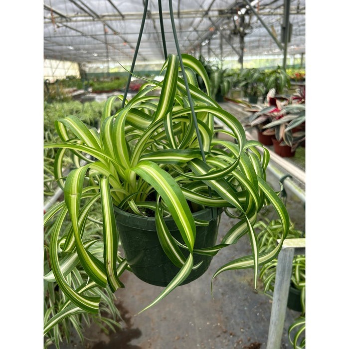 Spider Plant 'Bonnie' 3" Pot