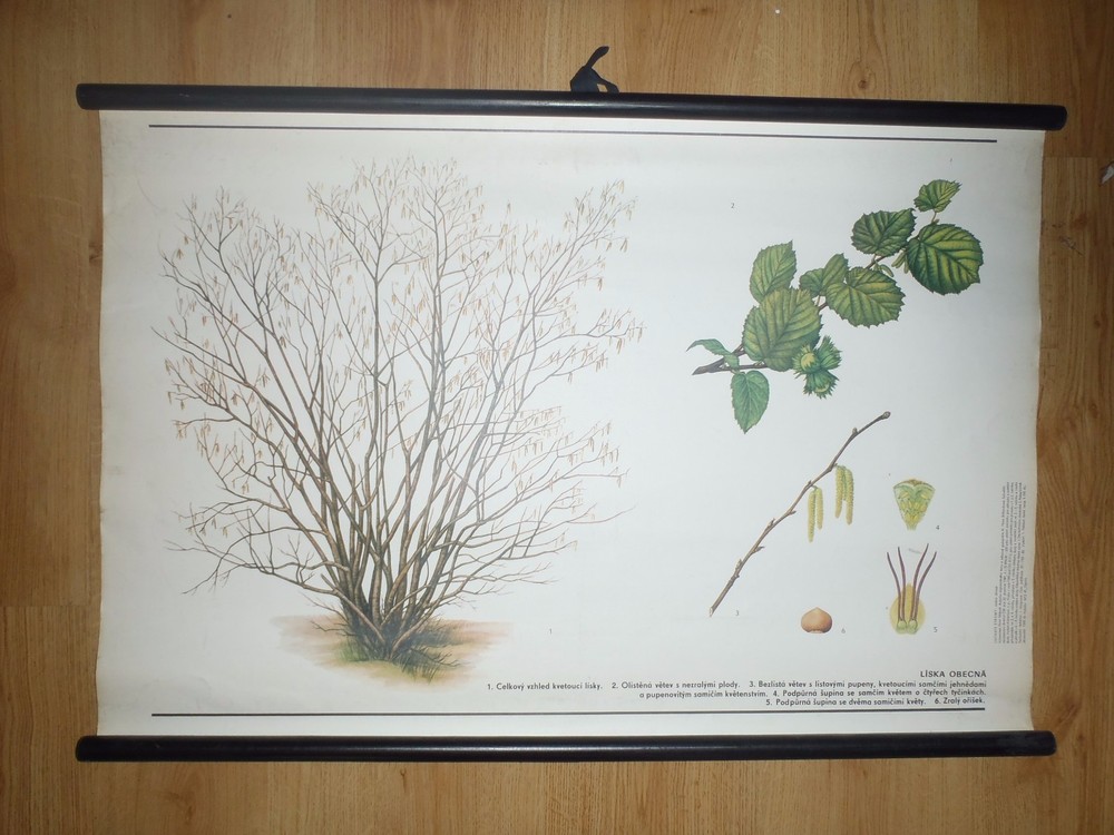 Original vintage pull down school chart of tree Red fox