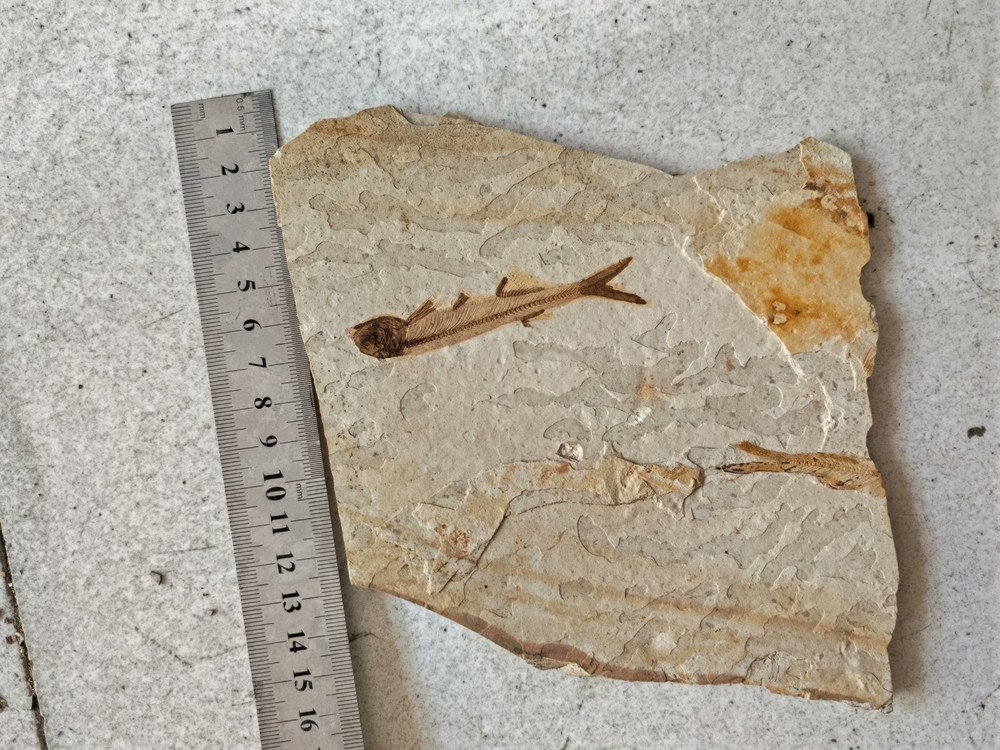 authentic and unique wolf fin fish fossils