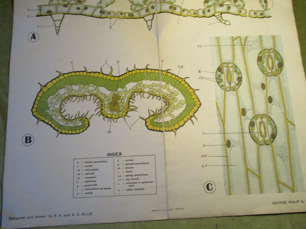 LEAF STRUCTURE, CANVAS-BACKED WALL CHART VINTAGE, c1930's {BIOLOGY}