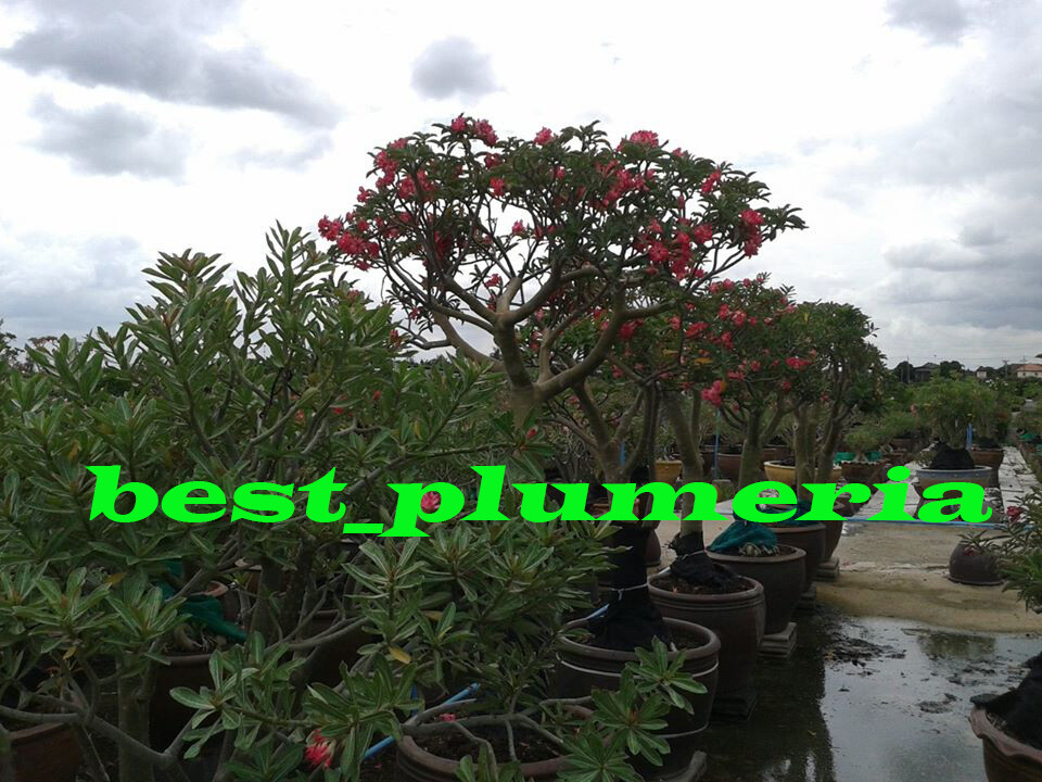 BEAUTIFUL! ADENIUM "Mixed" 6 GRAFTED PLANTS Save Space!