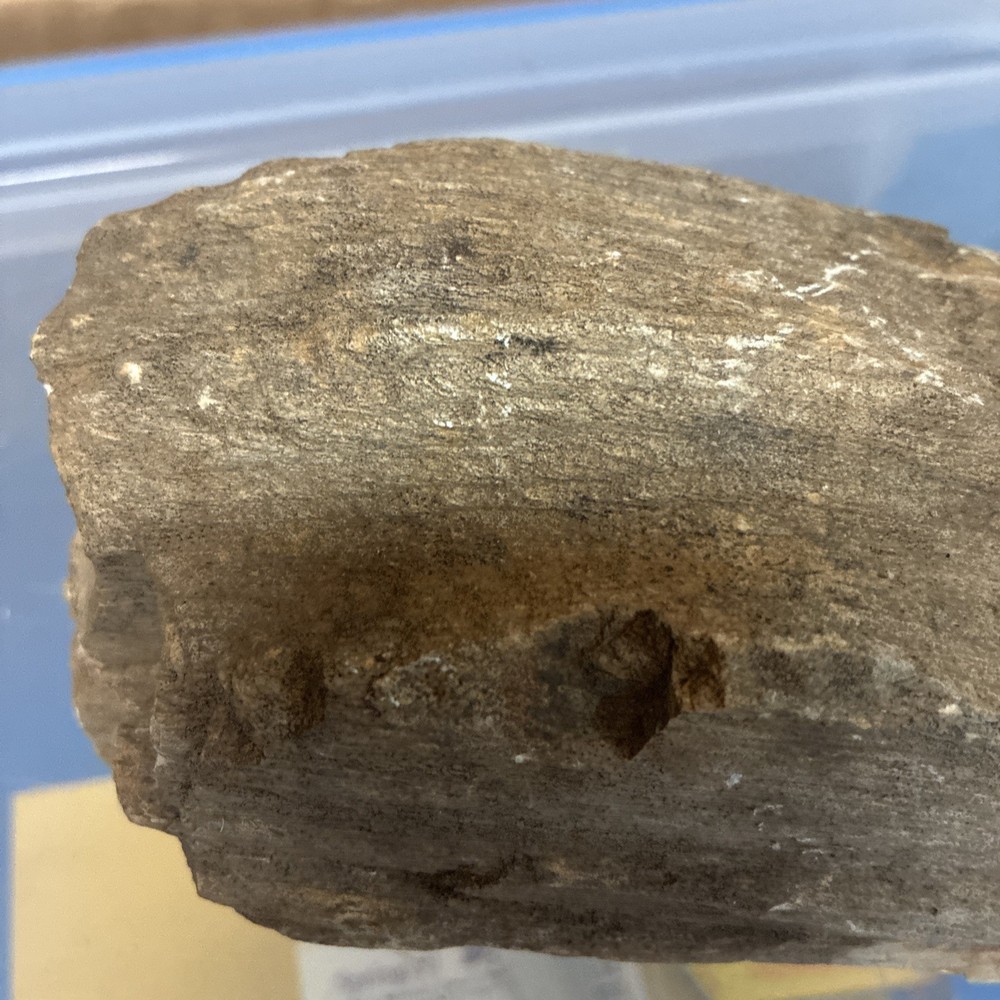 petrified wood rough