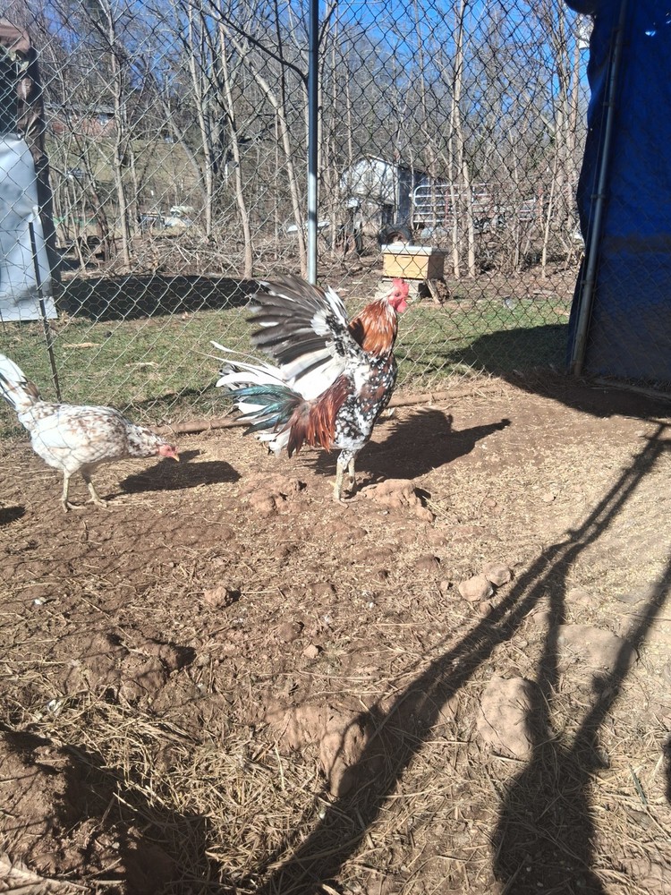 6 +Spangled Hatch Pure Hatching Eggs