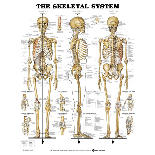 Open Box The Skeletal System Anatomical Chart