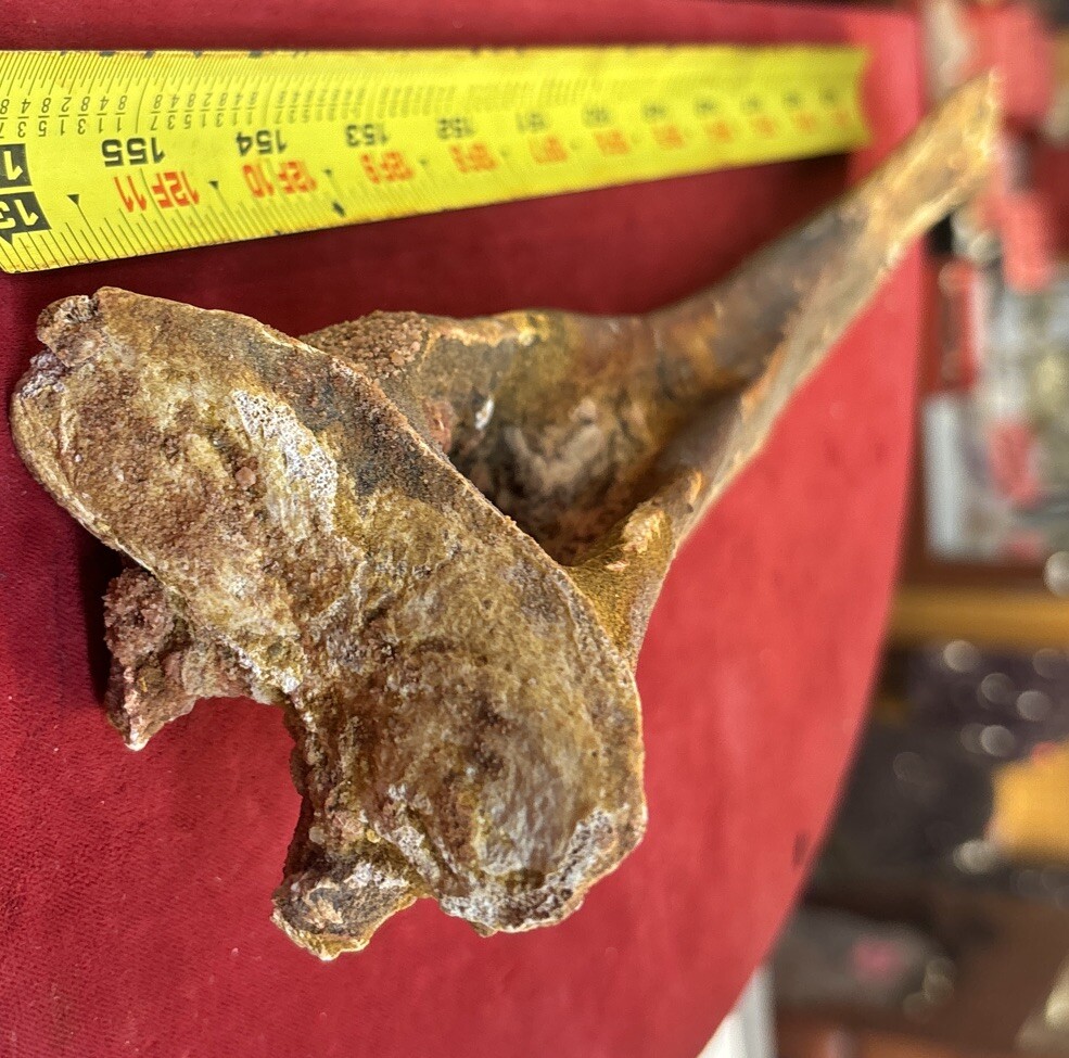 Hadrosaur Chevron Bone