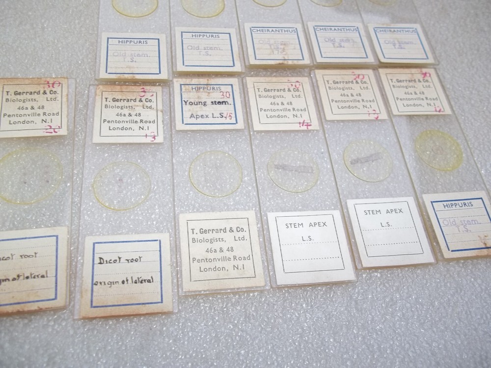 Vintage Glass Microscope Slides -