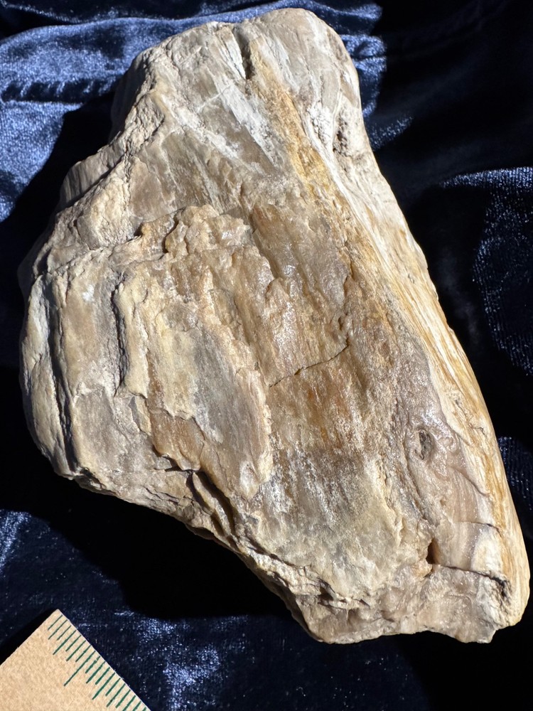 Petrified Opalized Wood Specimen Natural Form