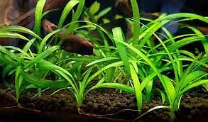Dwarf Sagittaria (Subulata) Bundle