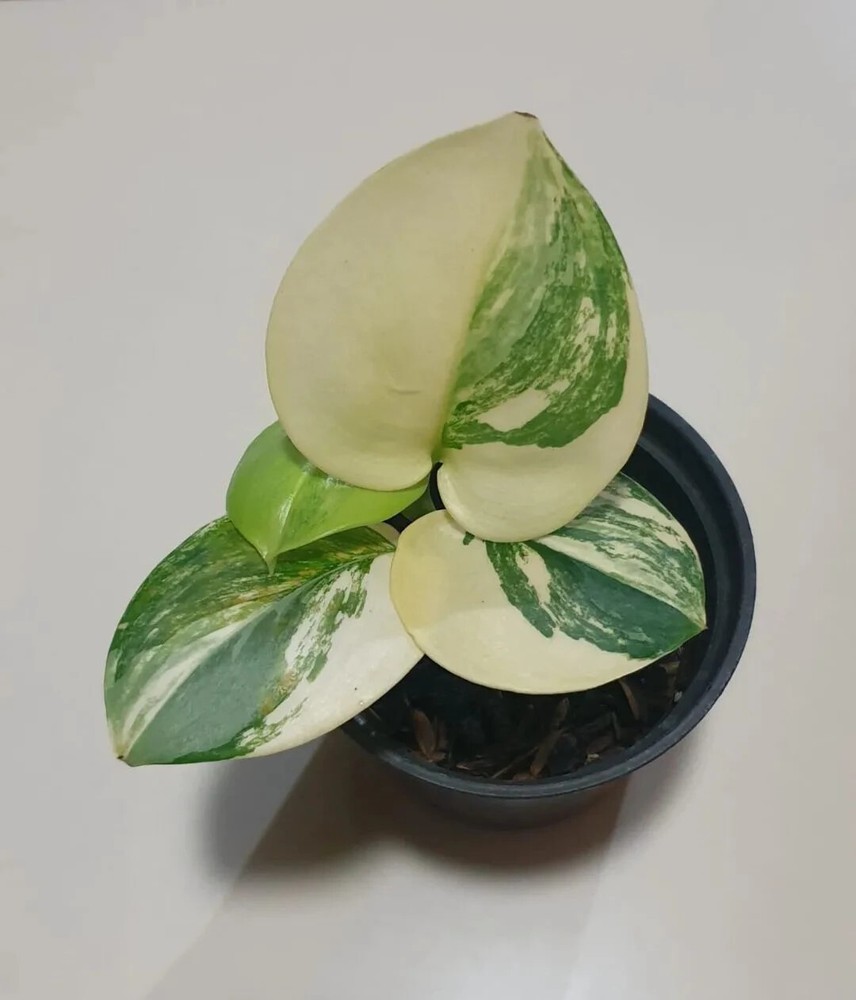 Scindapsus Rubicon Variegated free phitosanitary