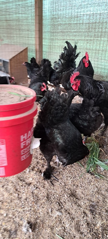 6 Croad Langshan Hatching Eggs (Black)