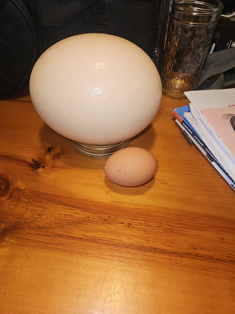 Ostrich Egg For Eating, Medium Size
