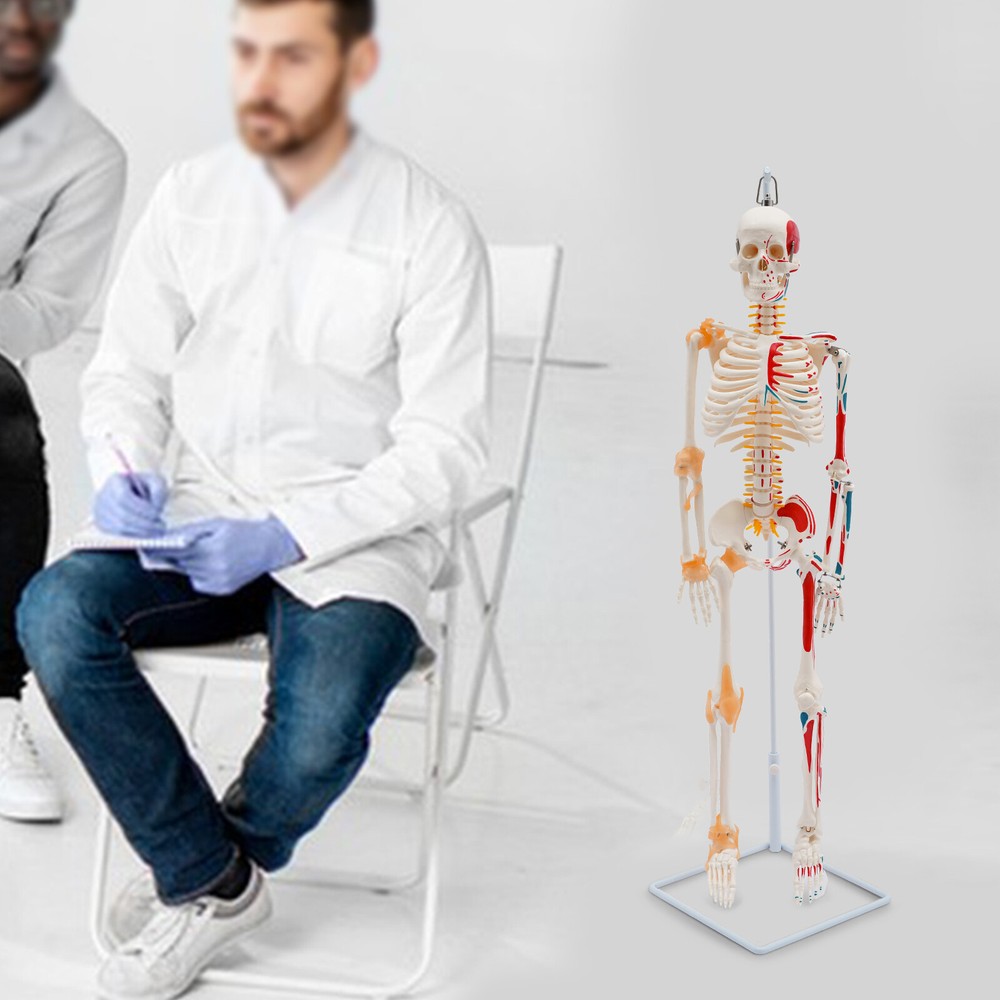 NEW 34" Modern Hanging Style Human Skeleton Model Includes Joint Ligaments White