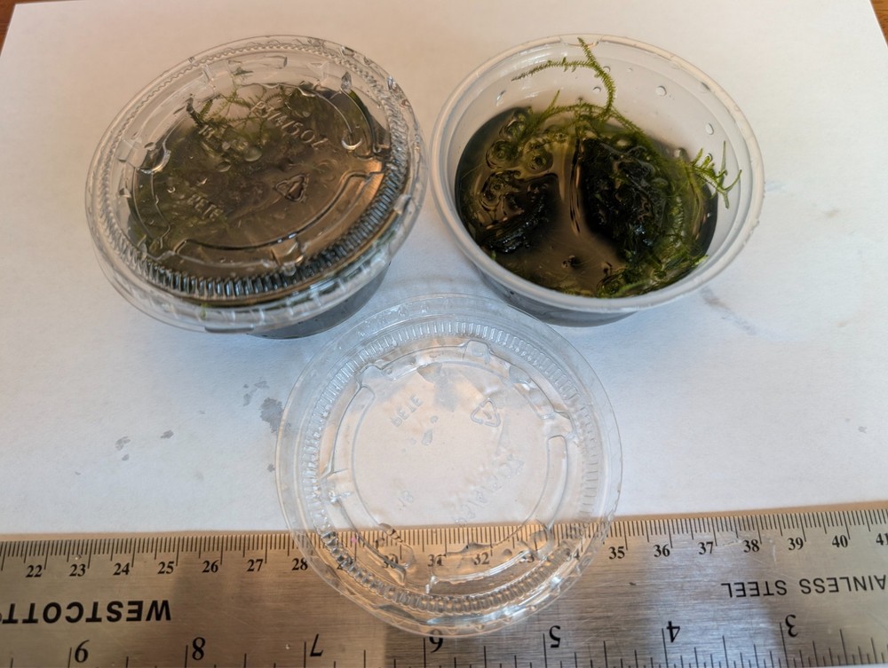 moss ( possible java/pointed spear) 2x3.25 oz cups