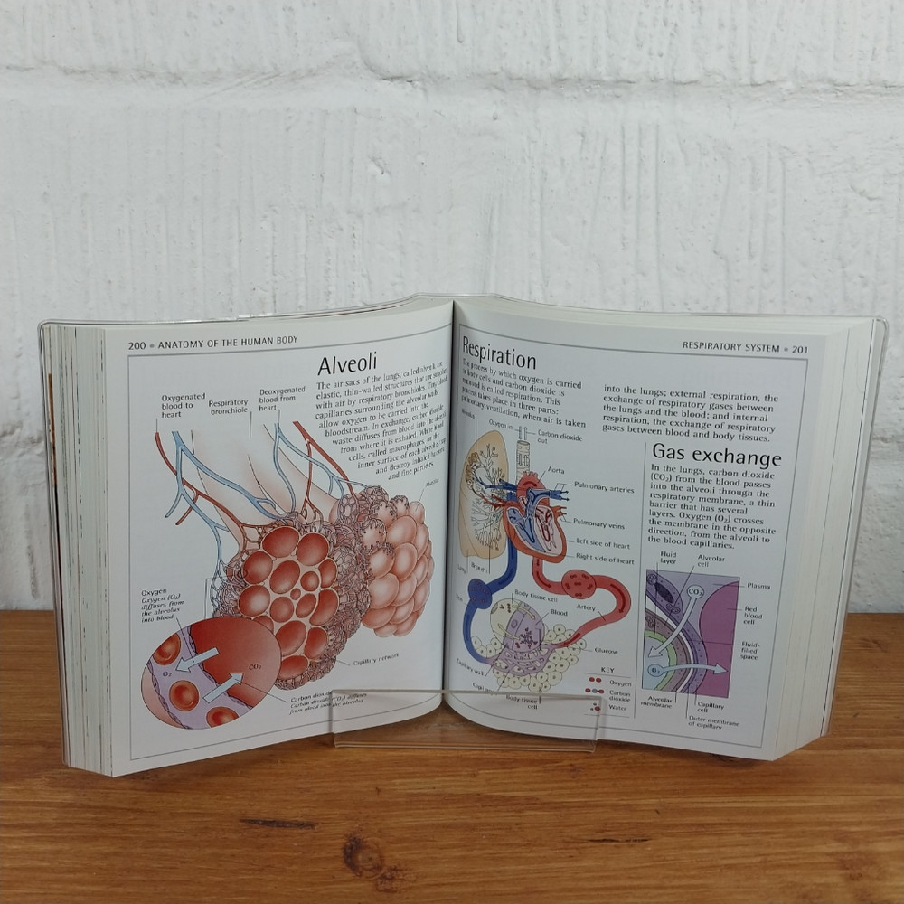 Human Body by DK (Paperback, 2001)