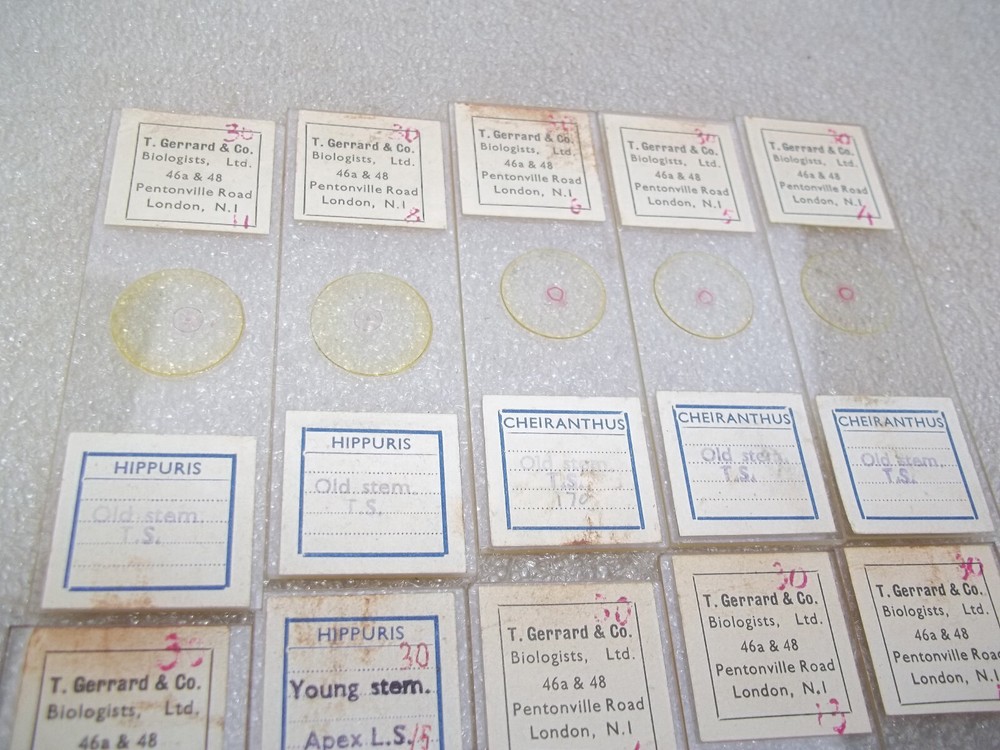 Vintage Glass Microscope Slides -