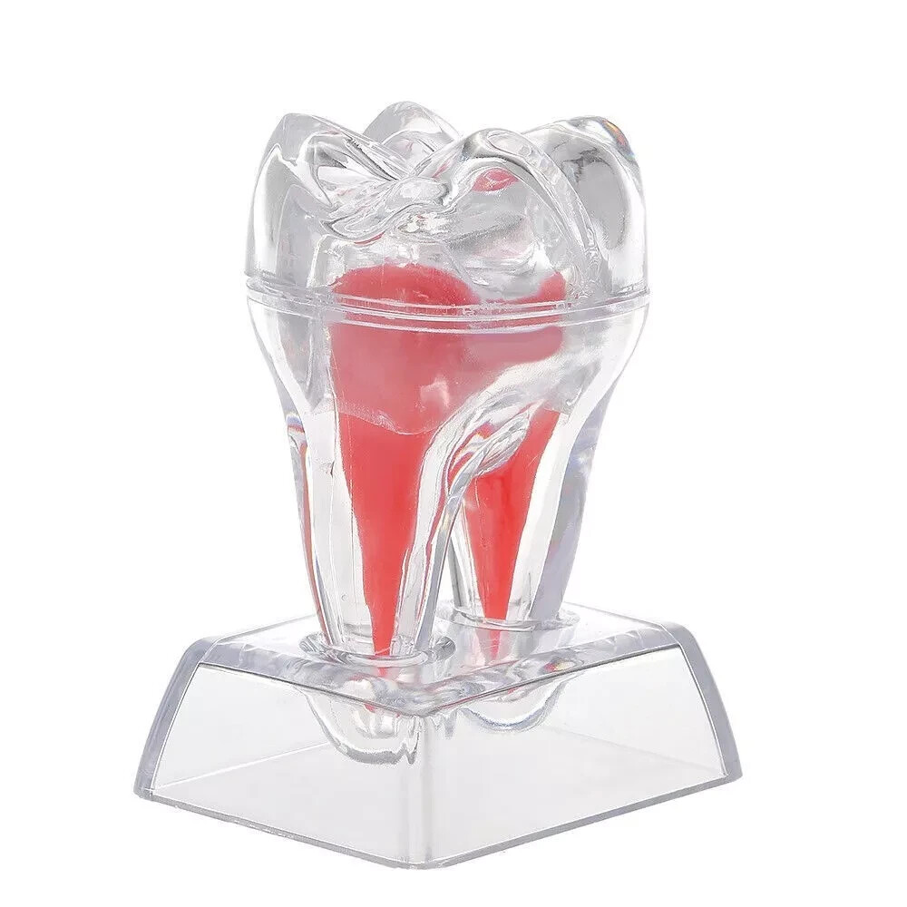 Dental Plastic Emulational Quality Crystal Base Hard Tooth Separable Molar Model