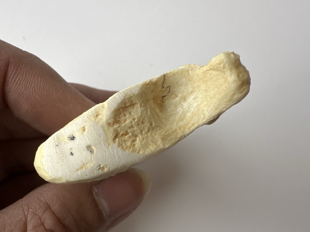 a replica jaguar claw. 