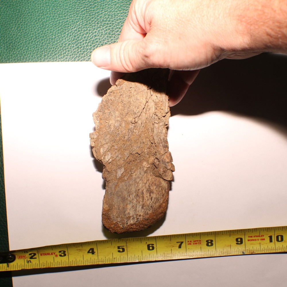 Huge Dinosaur Vert Process - Hell Creek Formation - Late Cretaceous - Nice Sized