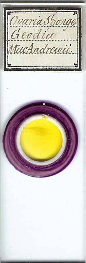 Geodia macandrewii Ova Microscope Slide