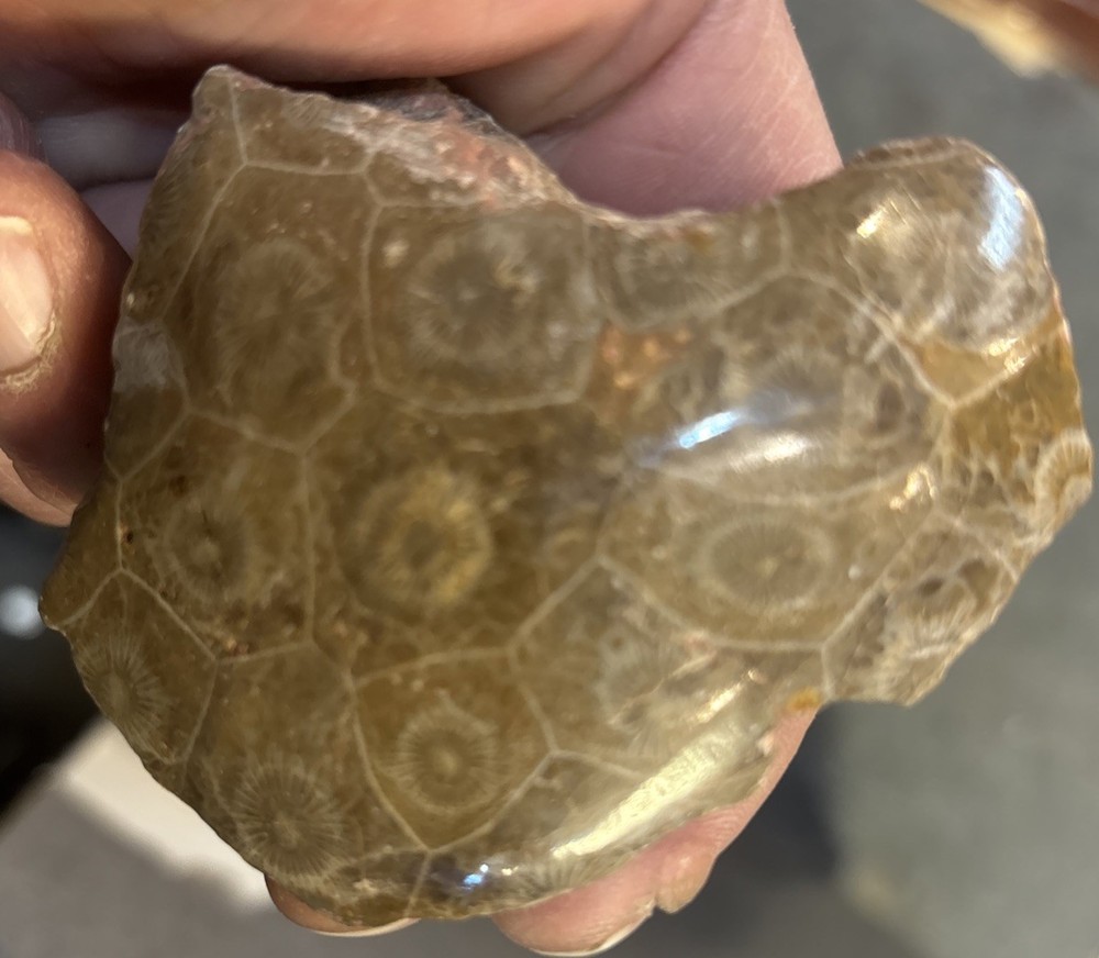 Petrified Coral End Polished