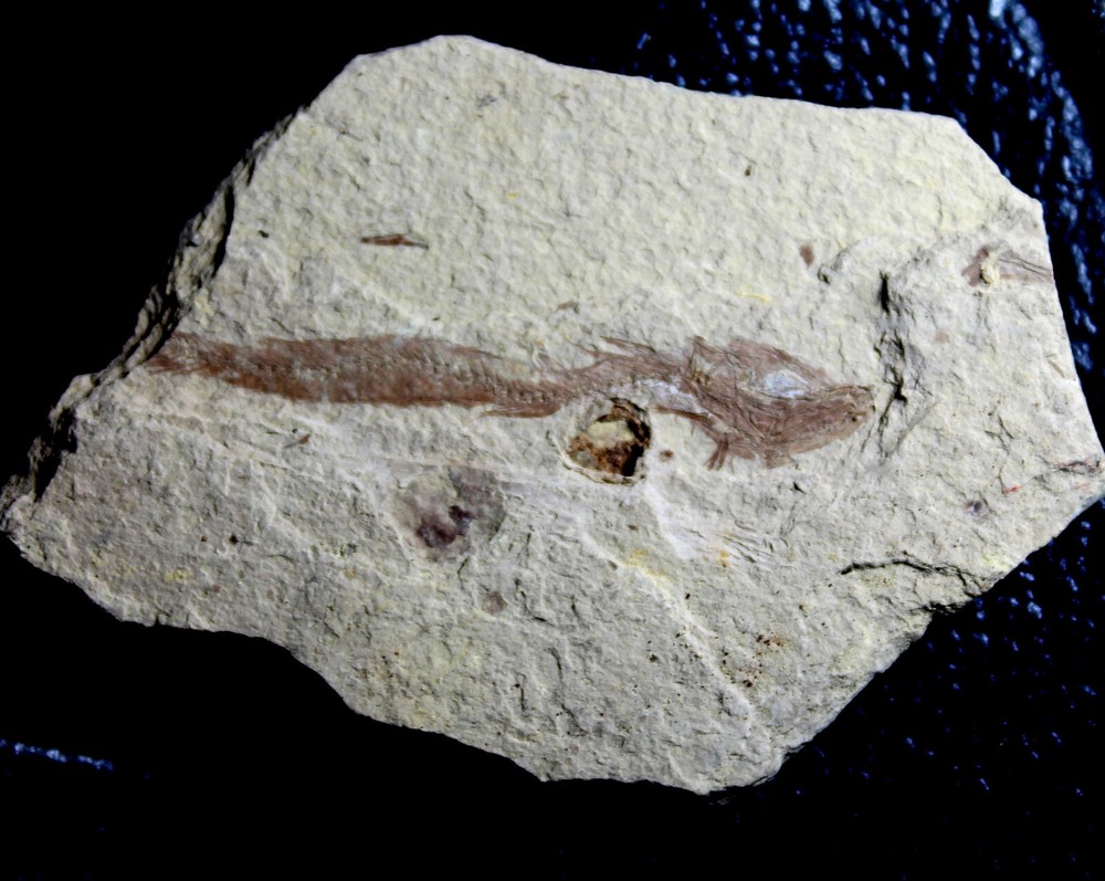Paleogadus sp - Oligocene fossil fish