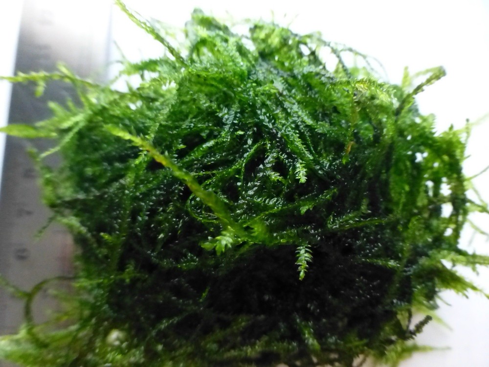 Java moss live aquarium Plant , 4*3 in ,