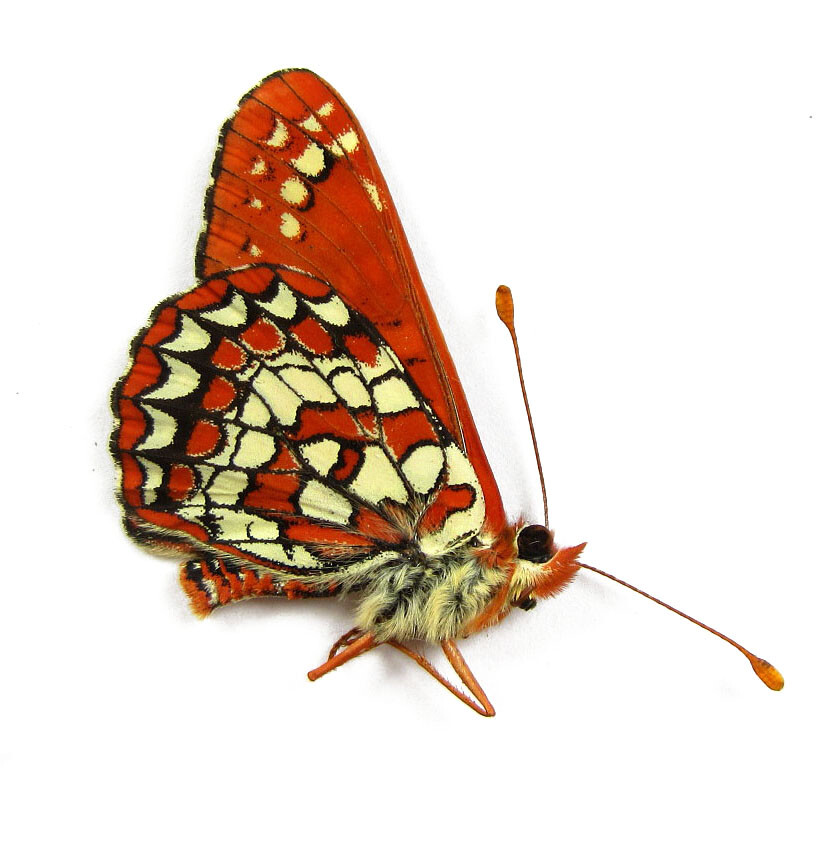EUPHYDRYAS CHALCEDONA DWINNELEI 1M