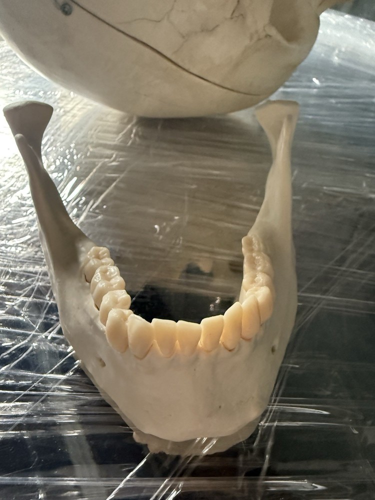 Artificial Human Skull Anatomical Model.