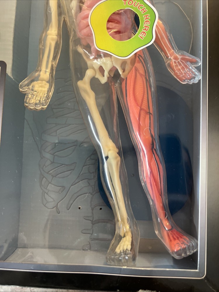 SmartLab You Explore It HUMAN BODY MODEL, Removable SQUISHY ORGANS, Tools & Book