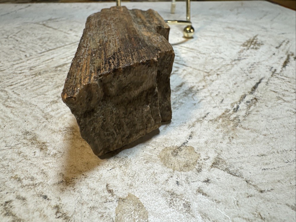 Petrified Wood Specimen 8oz