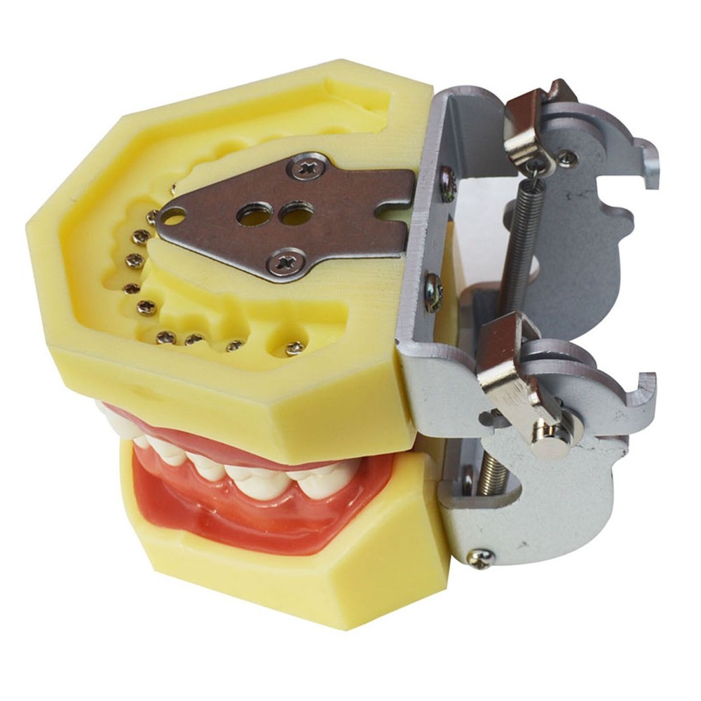 Teeth Model Detachable Dental Practice Teaching Model Simulation Tooth Model