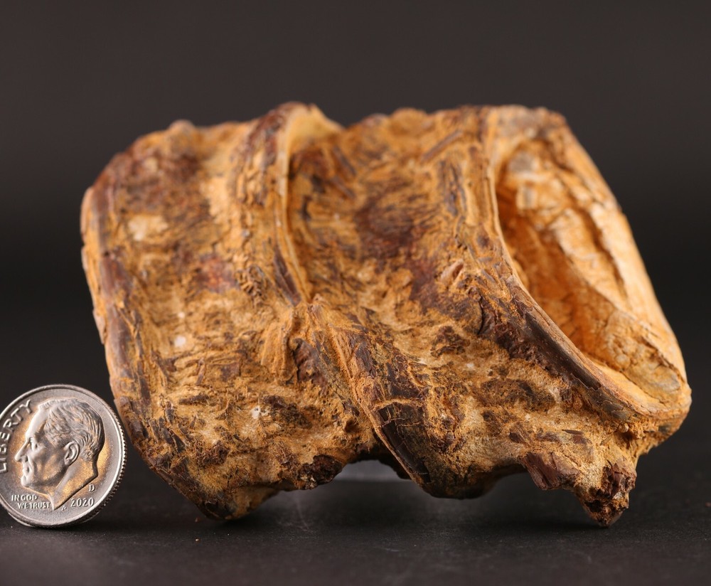 Fossil Fish Xiphactinus 2 Large Vertebrae Cretaceous Kansas COA #3313