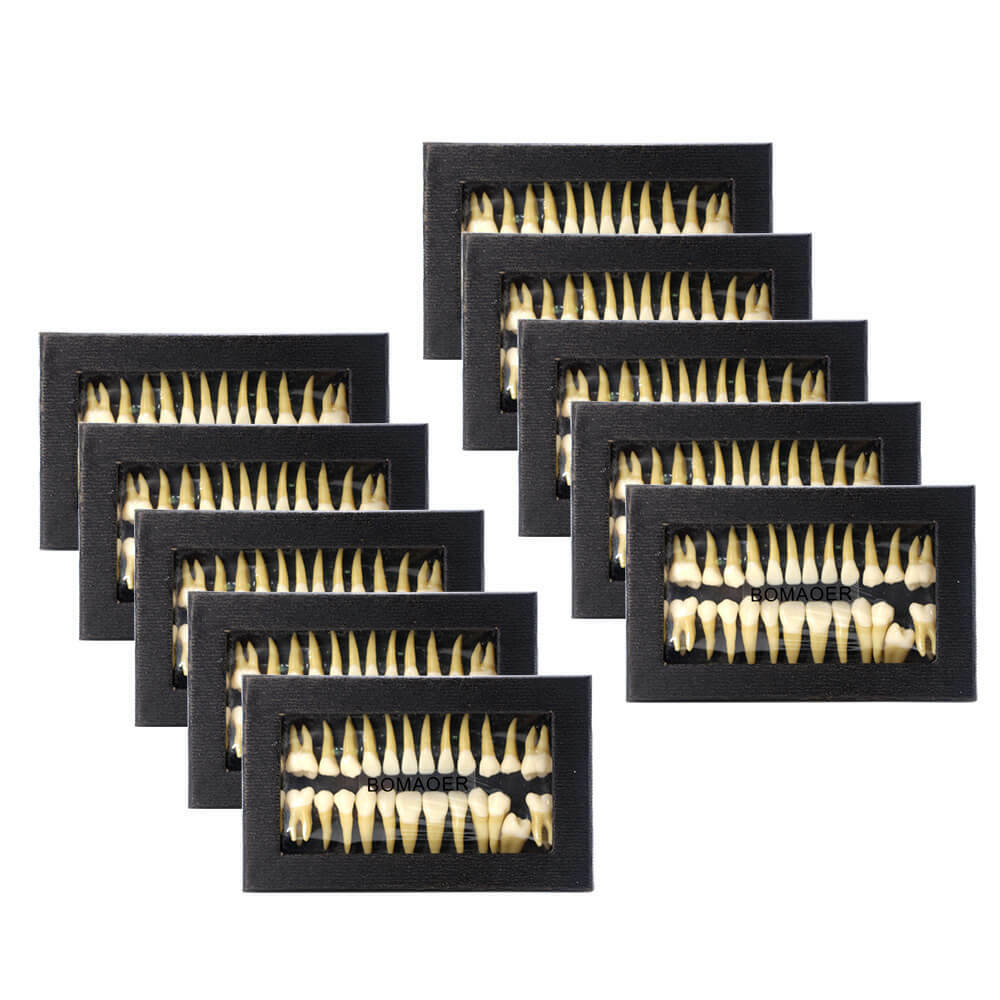 28Pcs 1:1 Permanent Teeth Demonstration Model, Teaching Study Tool