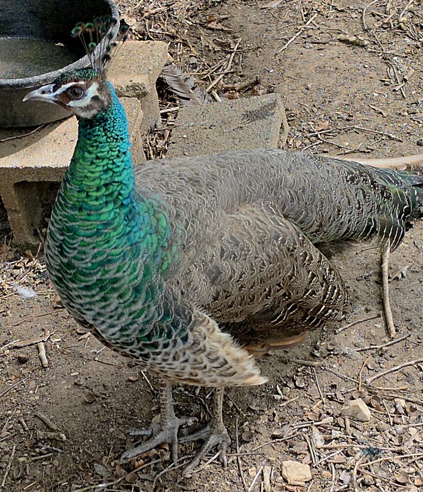 6 Peacock Peafowl Hatching Eggs – India Blue & Spalding